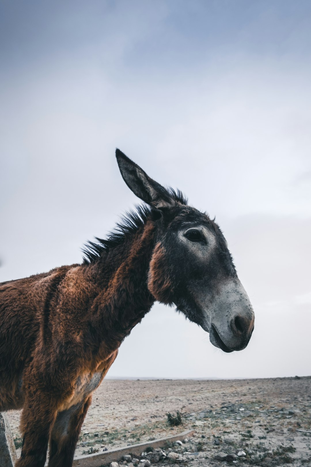 S And W >> selective focus photography of donkey photo – Free Animal Image on Unsplash S And W >> selective focus photography of donkey photo – Free Animal Image on Unsplash
