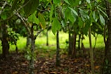 green Cocoa tree with fruit during daytime