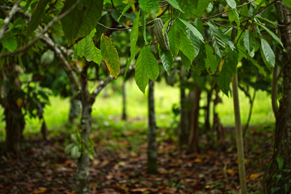 grüner Kakaobaum mit Früchten tagsüber