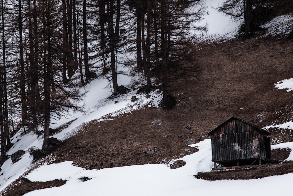 wooden house in forest