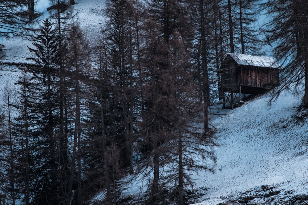 brown cabin surrounded by pine trees