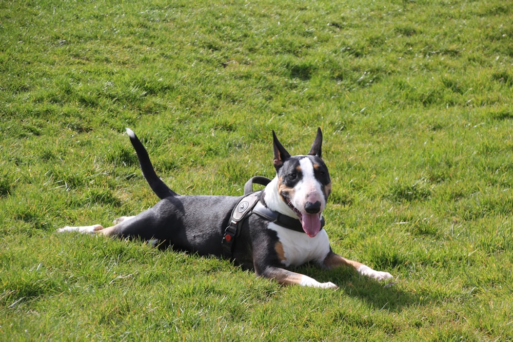 black, white, and tan bull terrier on grass field during daytime