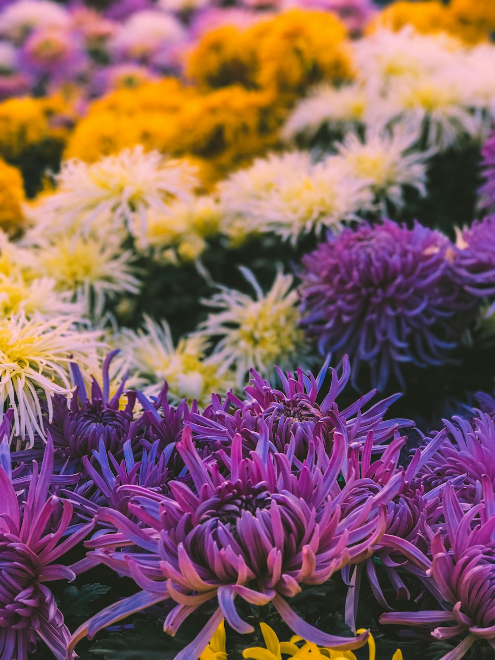 purple, white, and yellow-petaled flowers