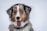 short-coated brown and white dog