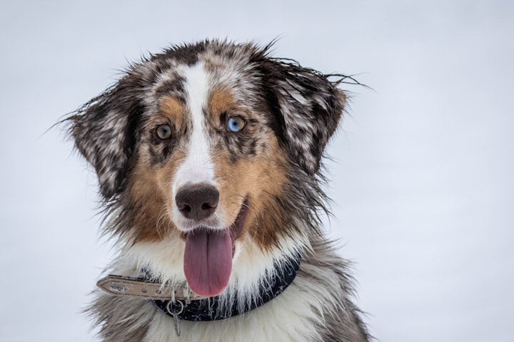 Calming the Canine Chatter: Taming Puppy Barking When Left Alone