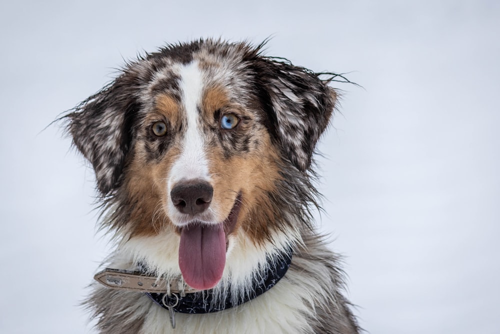 cane marrone e bianco a pelo corto