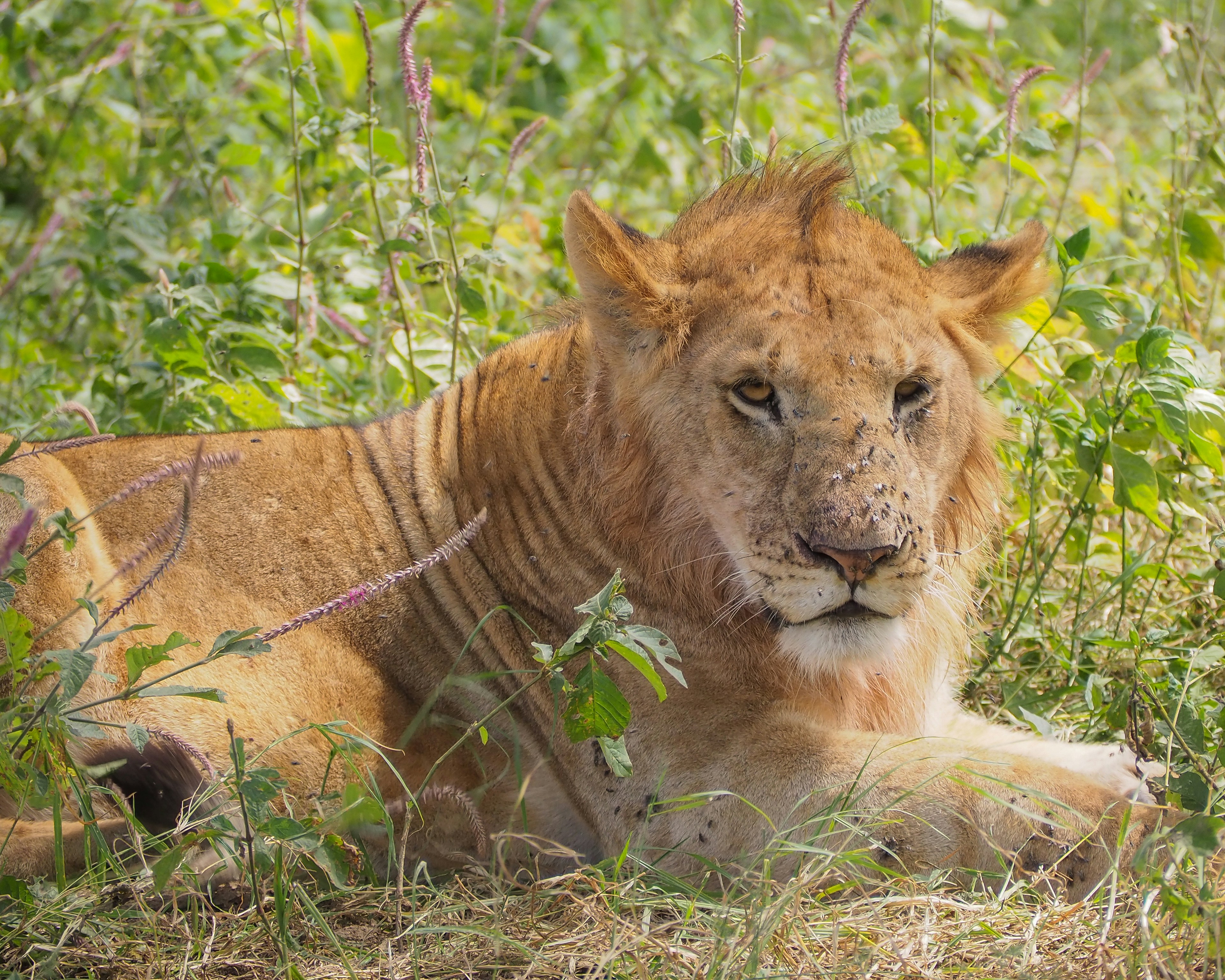 20 Lion Pictures Images Download Free Images Stock Photos On