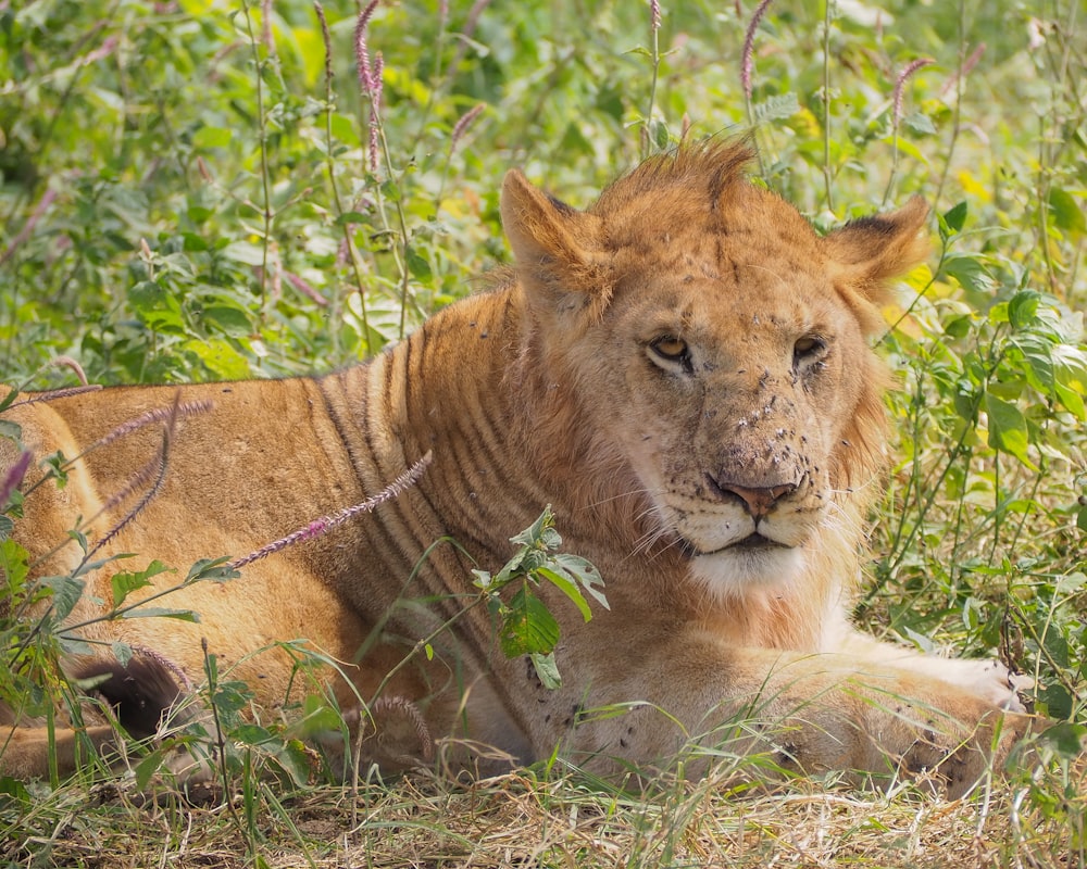 yellow lion reclined on ground