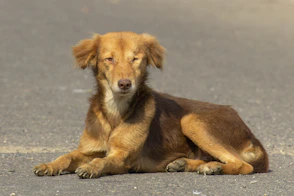 brown dog lying on ground