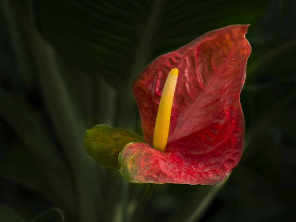 red and green flower in close-up photography