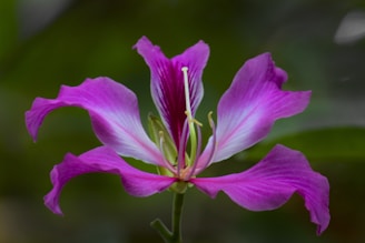 A vivid pink flower with delicate, wavy petals and a contrasting light green stem and center stands out against a soft green background. The petals have subtle stripes, giving the flower an intricate and elegant appearance.