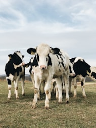 white and black cow on grass field