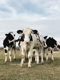 white and black cow on grass field