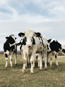white and black cow on grass field