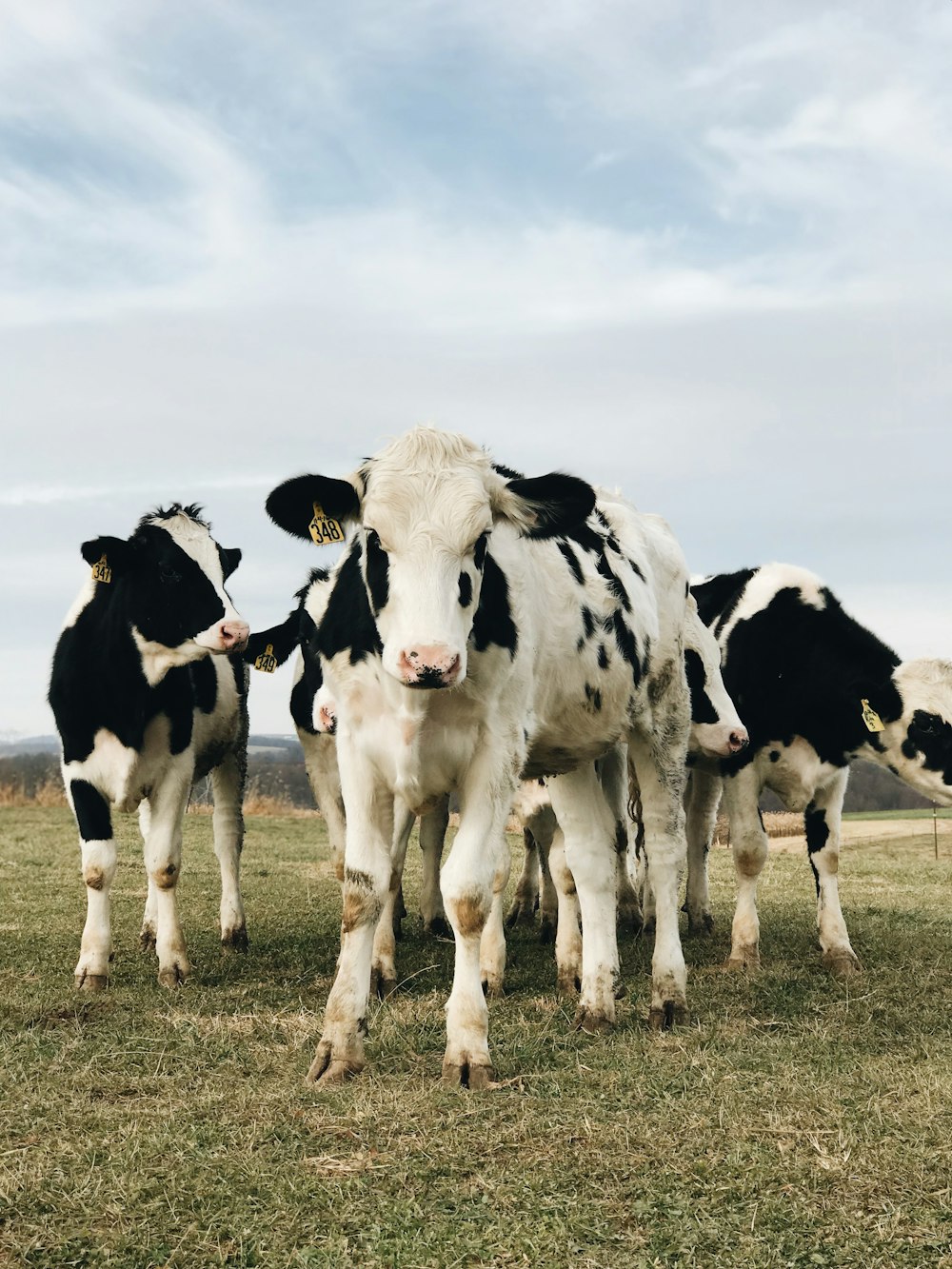 Vaca branca e preta no campo da grama