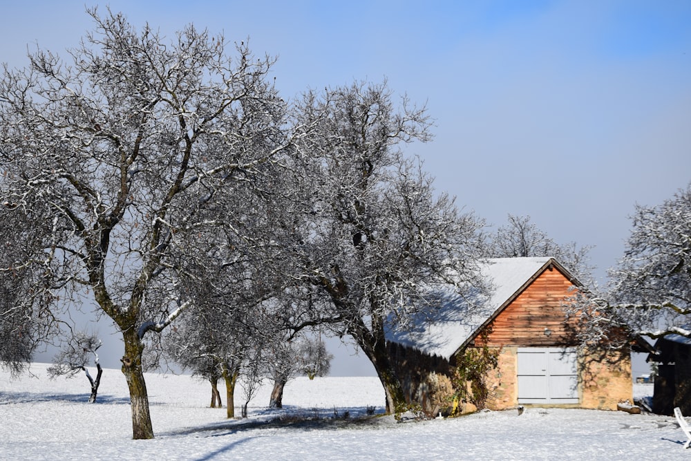 house and trees