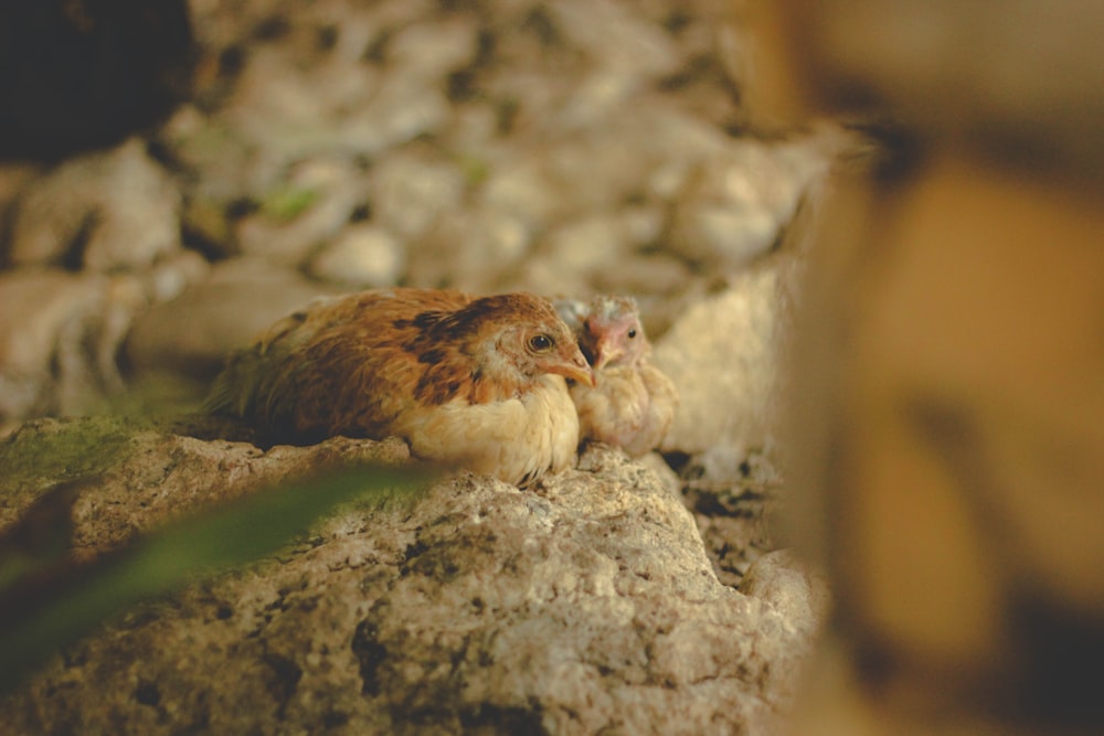 two brown chicken chicks resting on rock