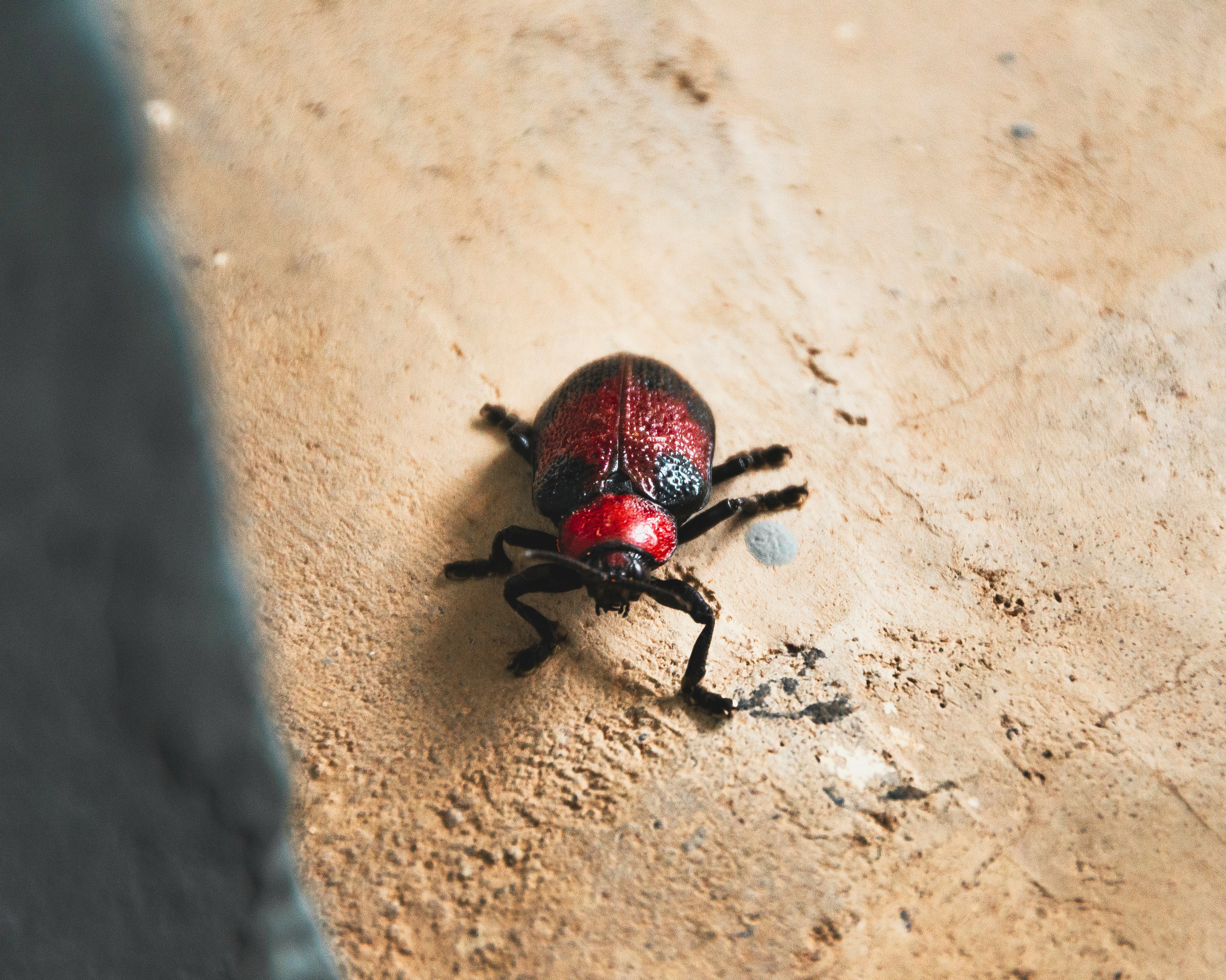 red bug