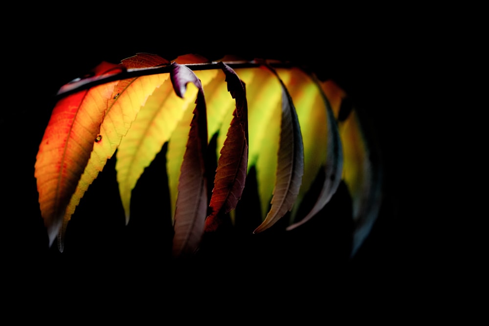 yellow and black leaf plant