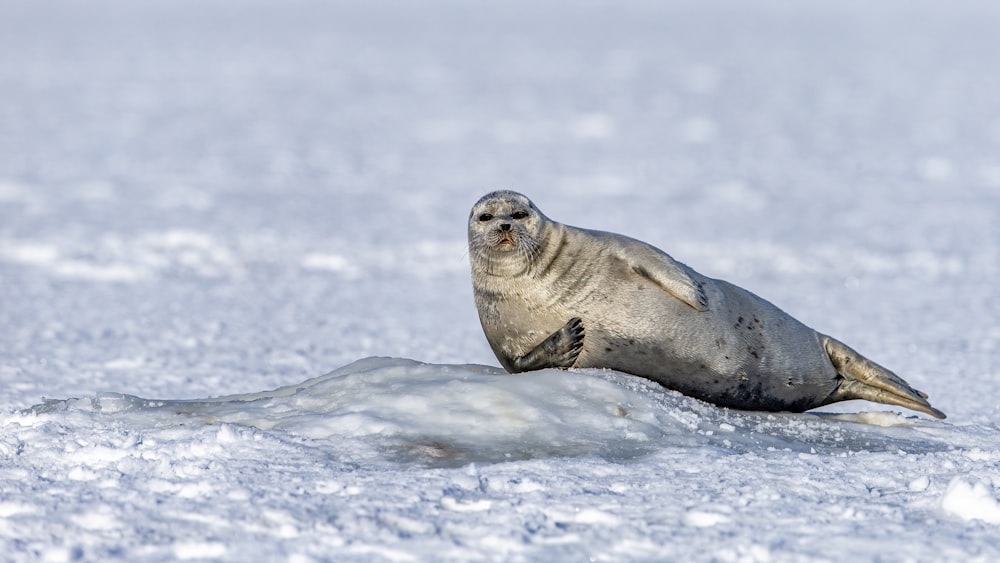 seal surrounded by snow