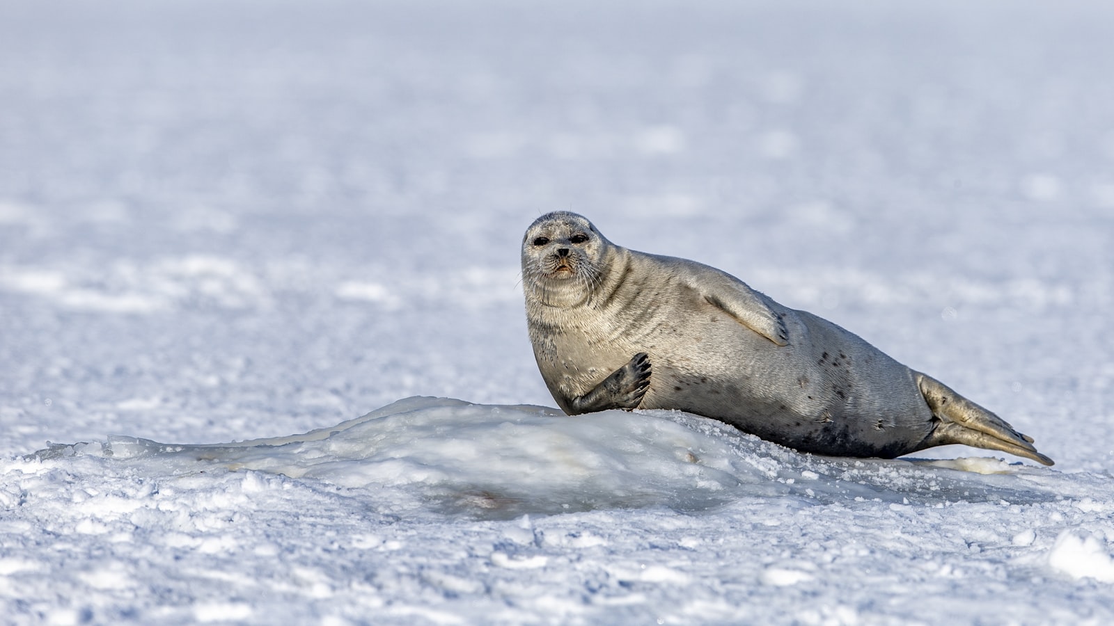 Canon EF 400mm F2.8L IS II USM sample photo. Seal surrounded by snow photography