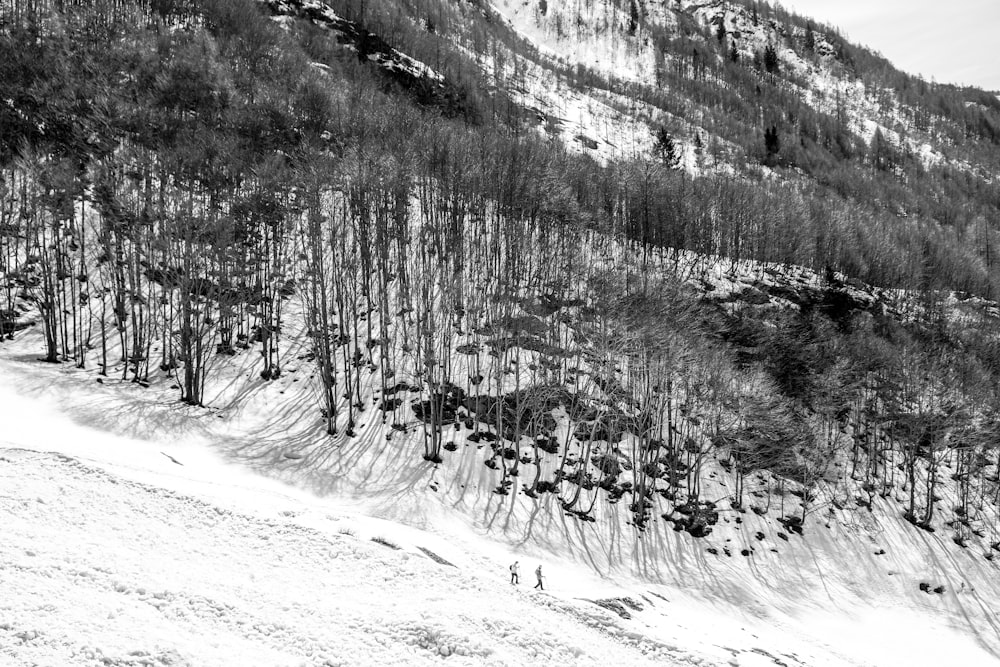 grayscale photo of tree in mountian mountain