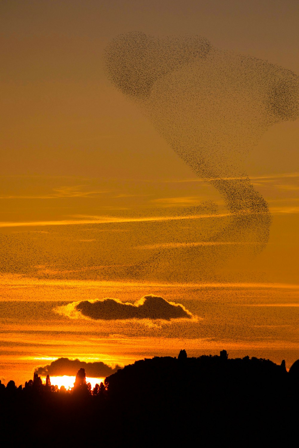 silhouette of trees