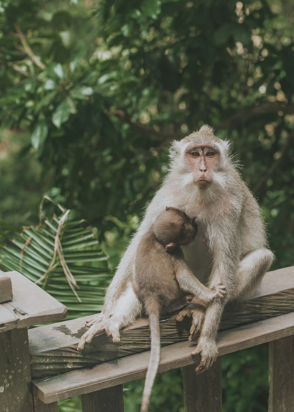 gray monkey with baby on rail