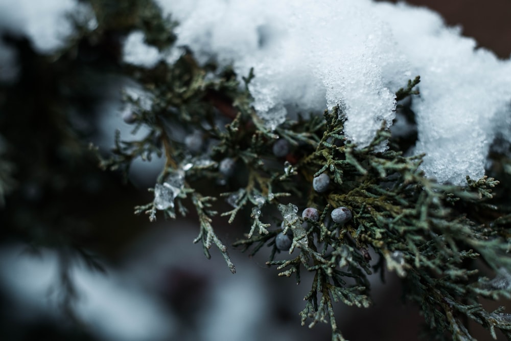 plant covered in snow