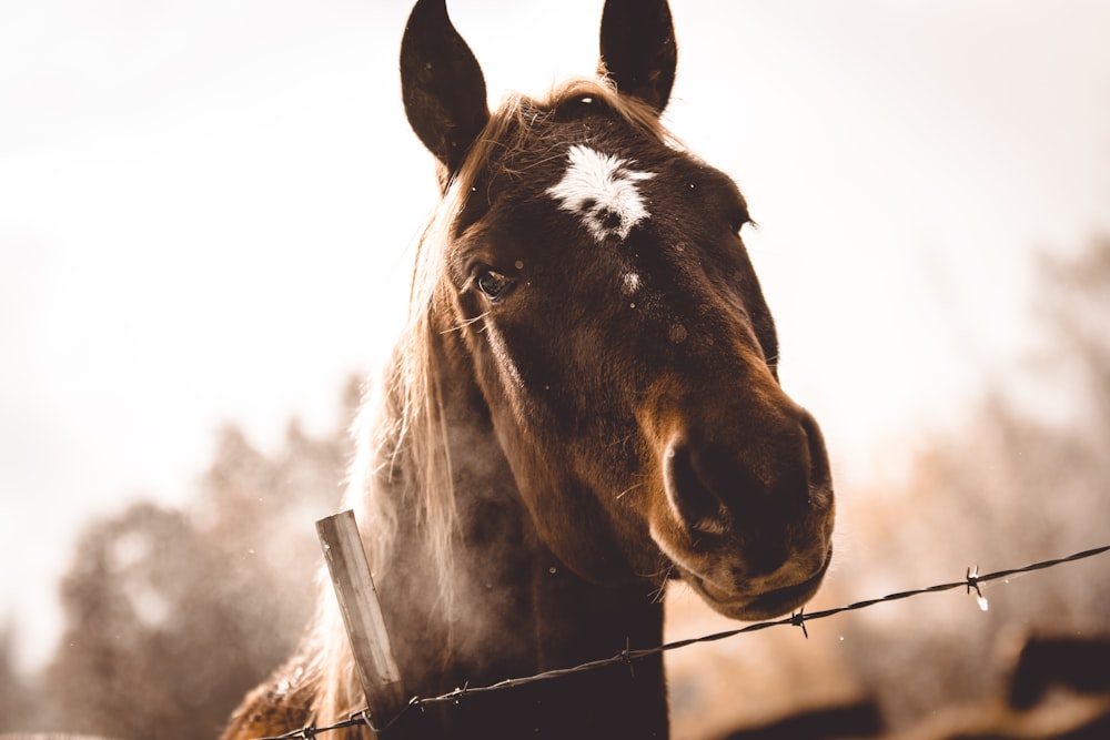 Foto de foco raso do cavalo marrom