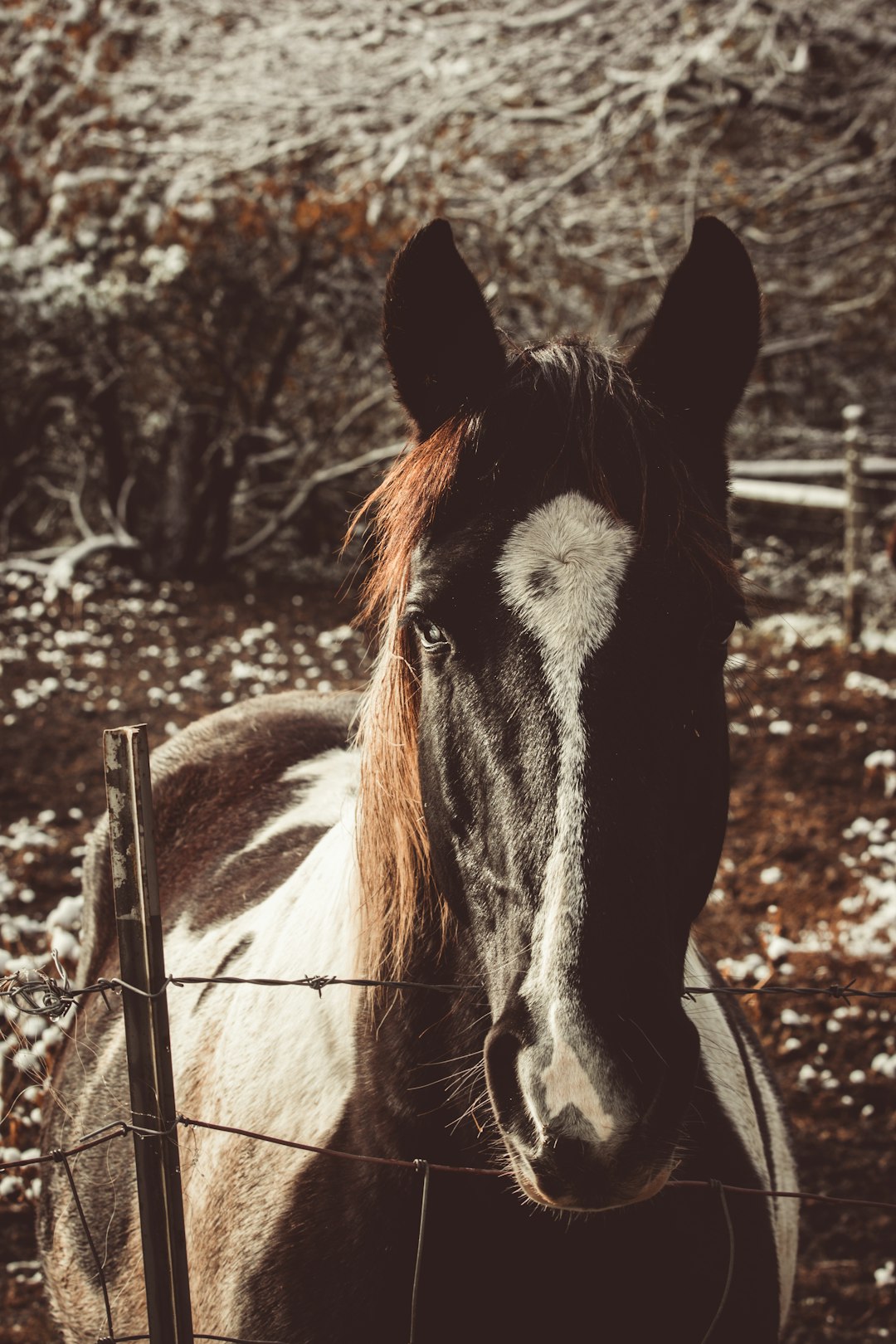 selective focus photography of black and white horse