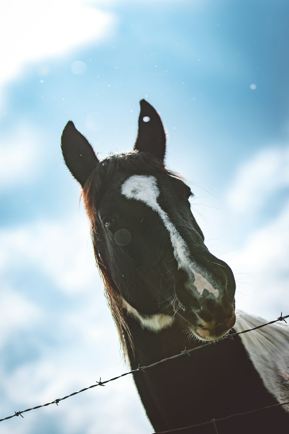 Pferd steht neben Stacheldrahtzaun