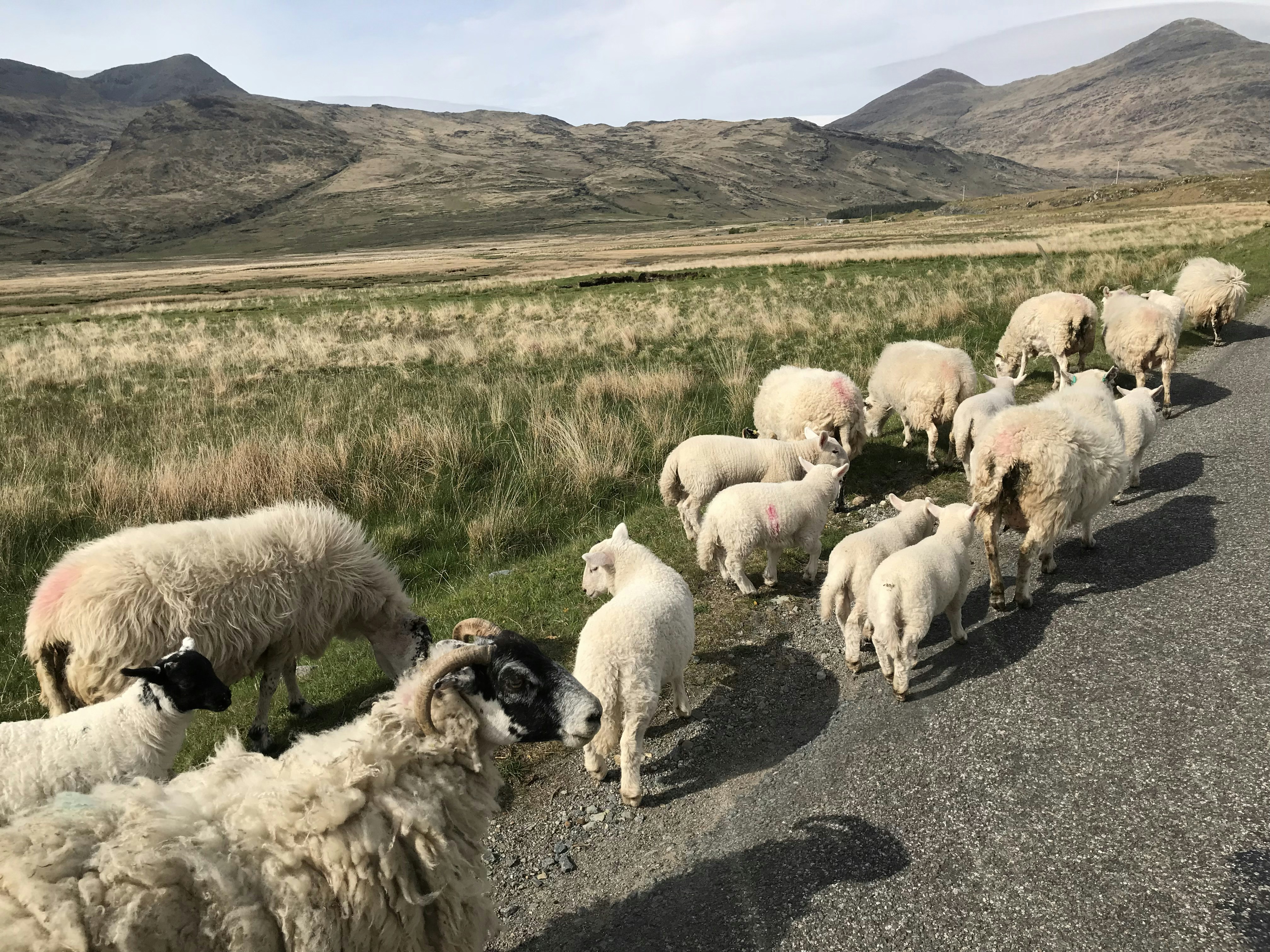 herd of sheeps on road during daytime