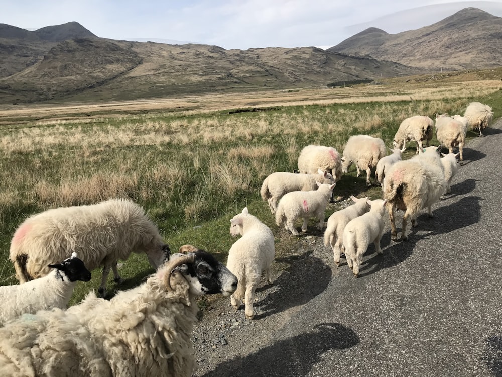 昼間の道路を走る羊の群れ
