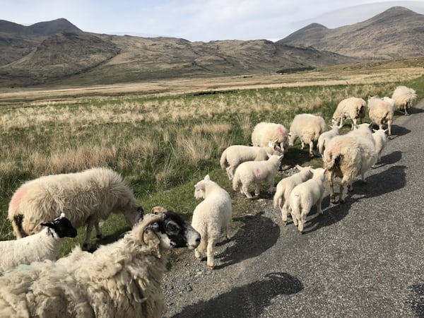 herd of sheeps on road during daytime