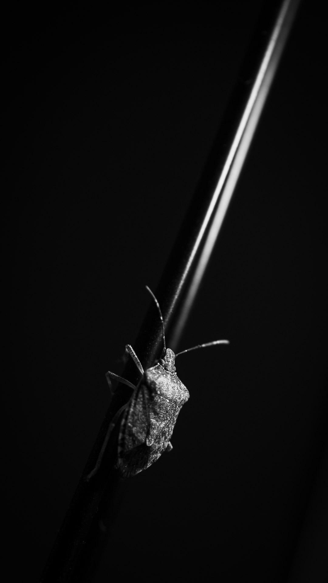 grayscale photography of insect