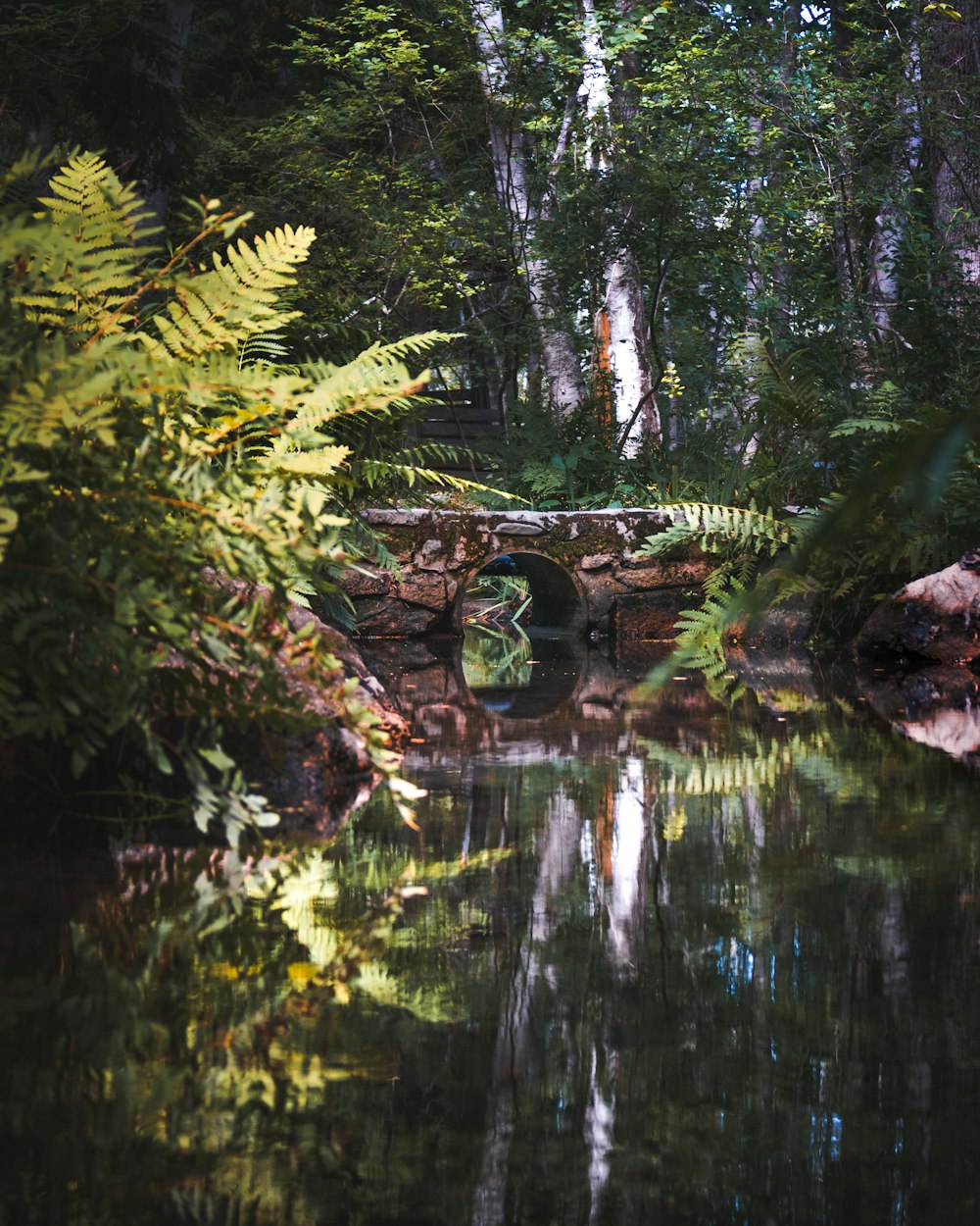 reflection of small bridge on water at forest