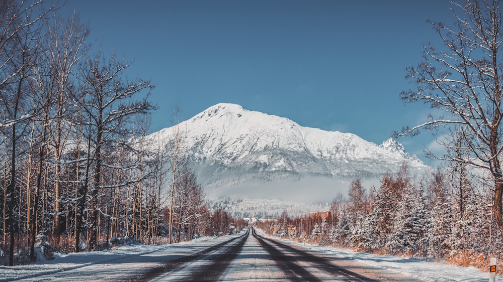 bare trees beside road