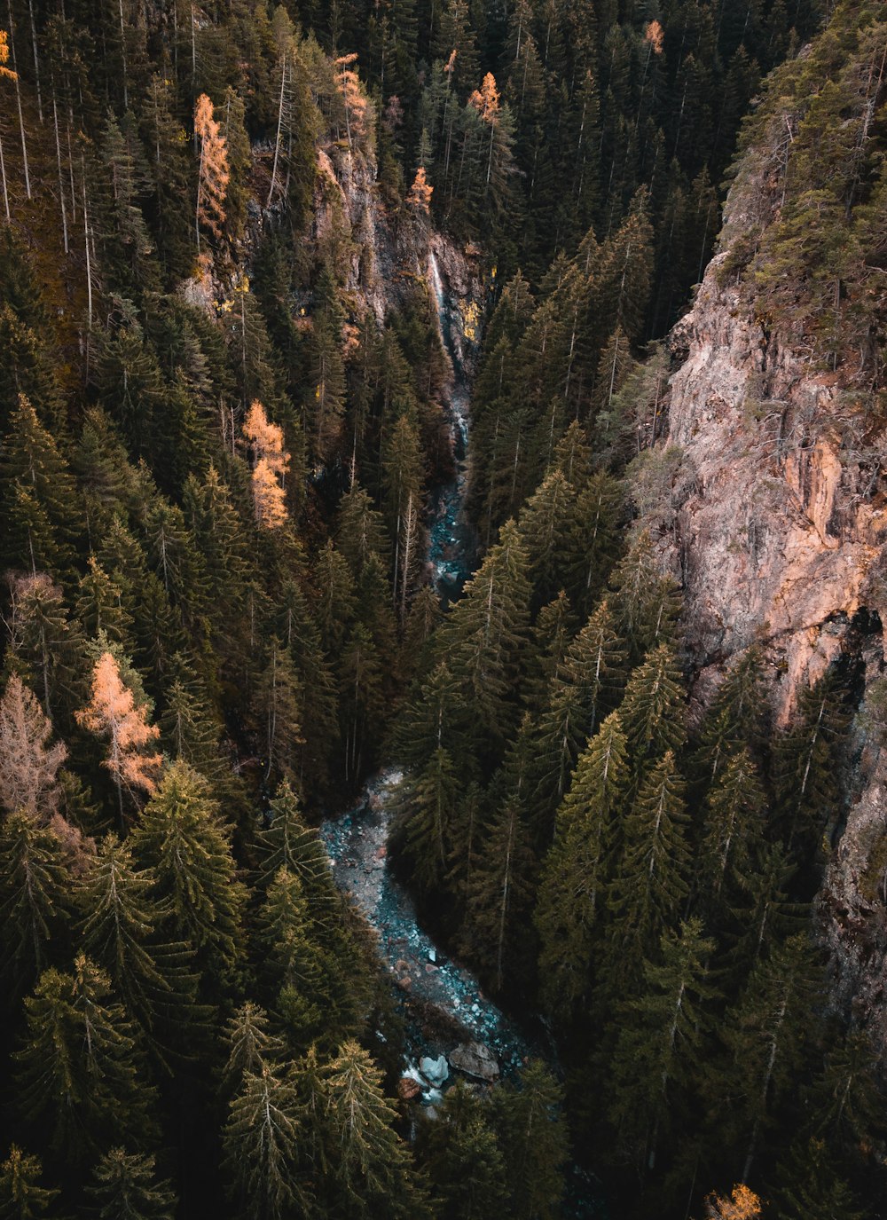 river traversing forest during daytime