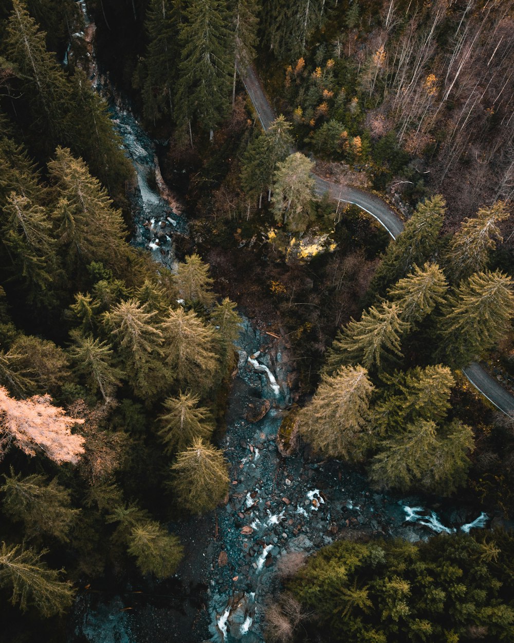 aerial photography of forest with stream and roa