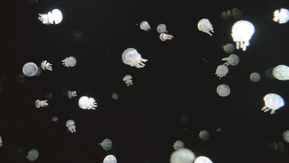 jellyfish in grayscale photo