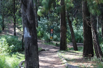 A serene forest path with signs reminding visitors about fire safety and environmental care.