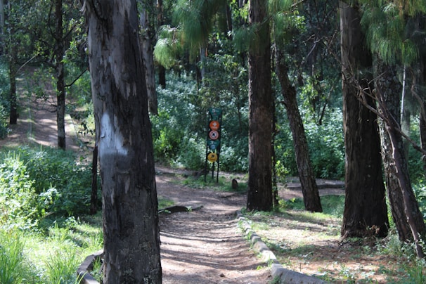 A serene forest path with signs reminding visitors about fire safety and environmental care.