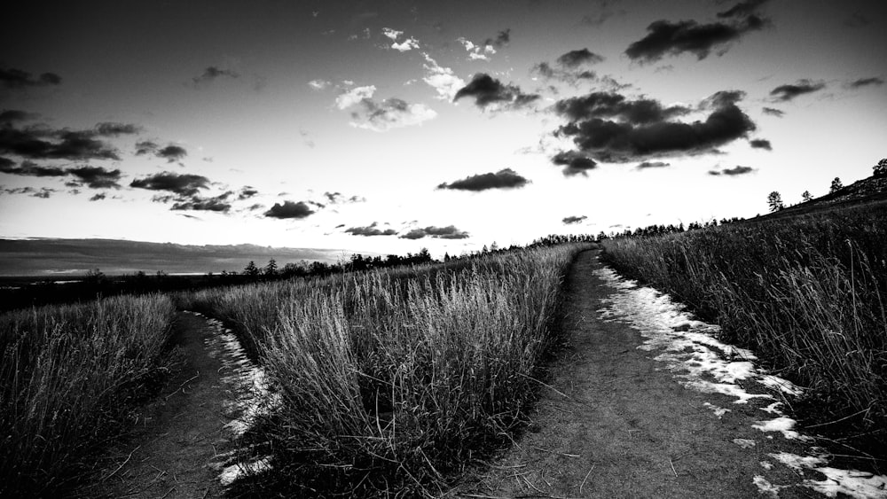 grayscale photo of grass