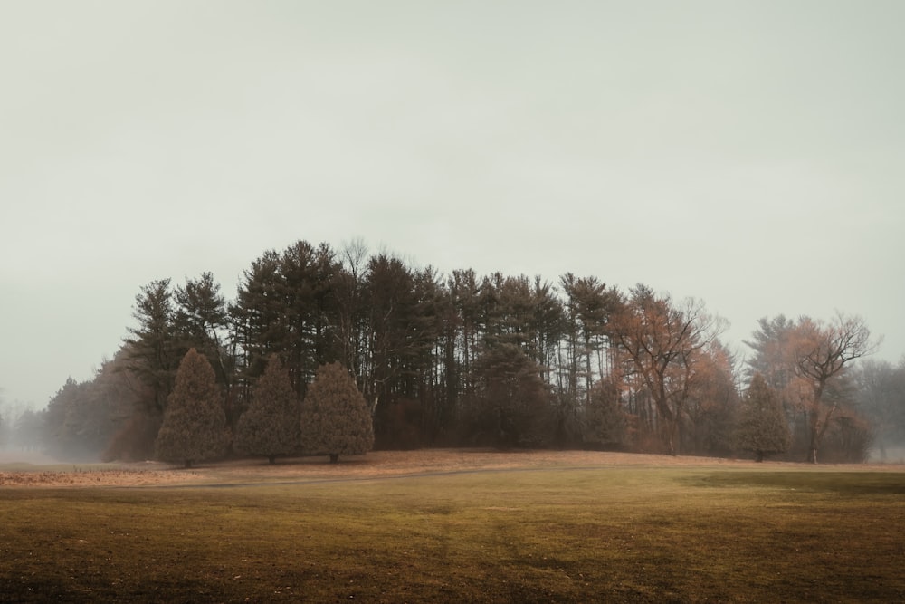 arbres à feuilles vertes