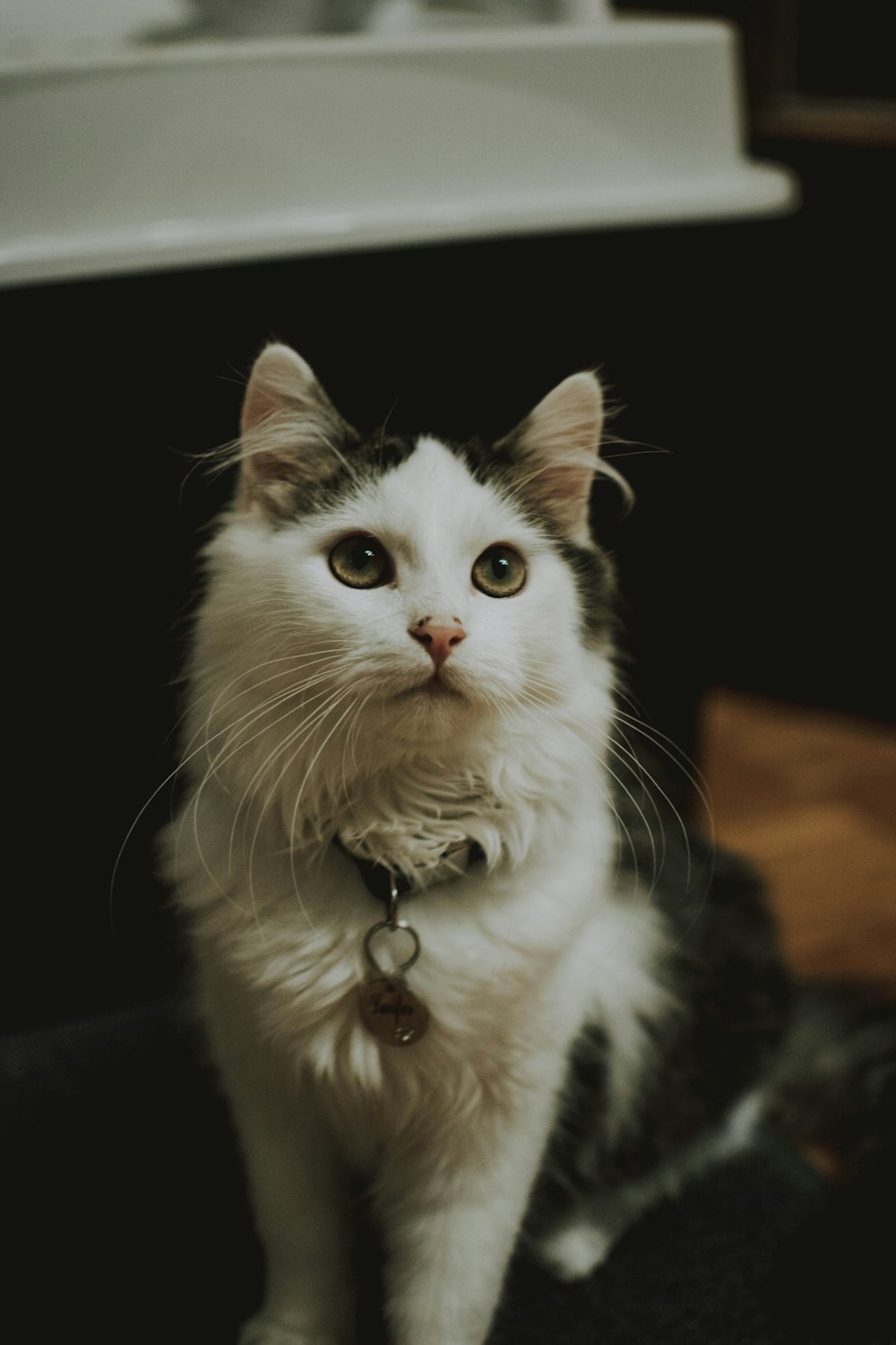 Photographie en gros plan de chat blanc et noir à longue fourrure