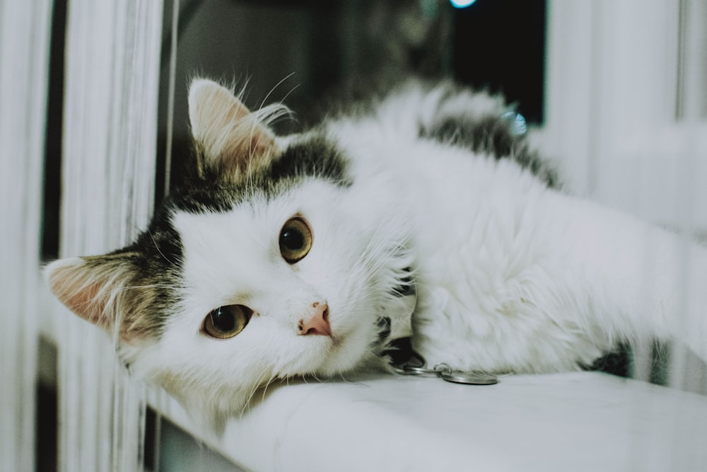 white and black cat on white surface