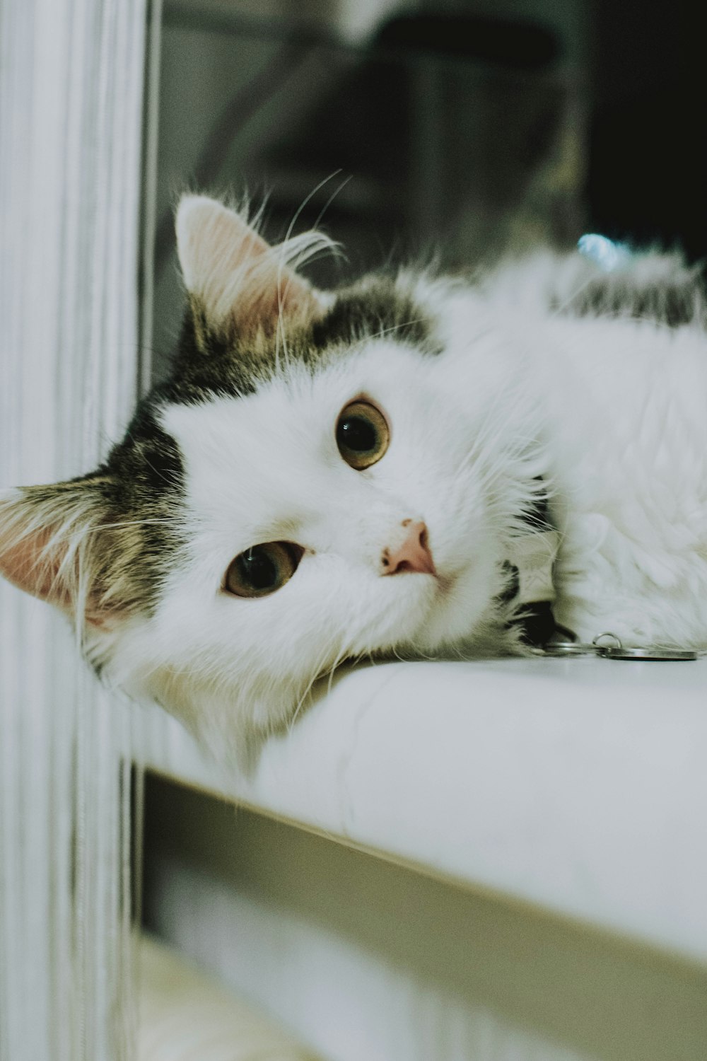 shallow focus photo of white and black cat