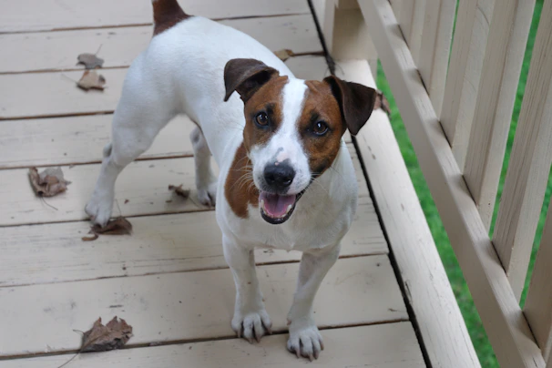 A playful beagle enjoying the nail scratch board outdoors on a wooden deck.