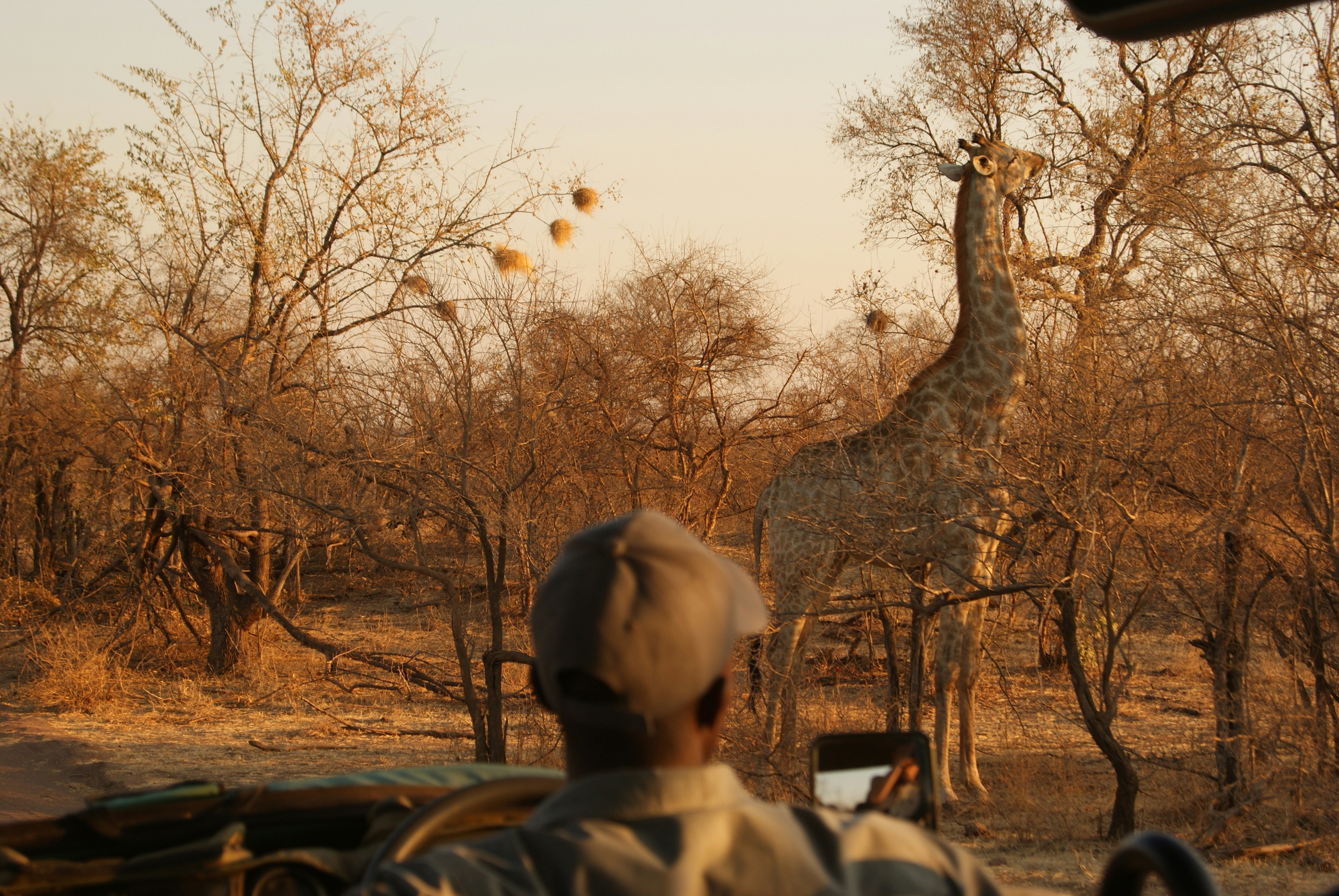 girafe devant des arbres nus pendant la journée